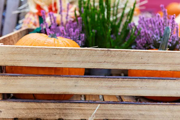 Değişik renklerde kabak çeşitleriyle dolu, canlı lavanta çiçekleriyle çevrili kırsal ahşap bir sandık. Renkli ekran büyüleyici ve şenlikli bir sonbahar sahnesi yaratır..