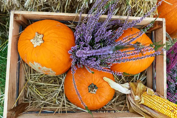 Balkabağı, mısır ve samanların üzerinde lavanta çiçekleriyle dolu bir kır sandığı. Şükran Günü ya da sonbahar temalı projeler için mükemmel. Mevsimlik dekorasyonlar için sıcak ve davetkar bir his..