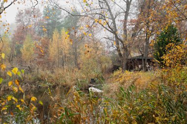 Uzak bir kulübesi olan sakin bir orman, canlı sonbahar ağaçları, renkli yapraklar ve huzurlu bir atmosfer. Rahatlatıcı bir yürüyüş ya da sakin bir doğa tefekkür için mükemmel..