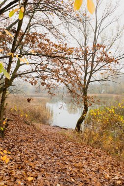 Büyüleyici sonbahar ormanlarında rüzgarlar esiyor. Uzun ağaçlardan düşen altın yapraklar ve sisli bir göl huzurlu bir sonbahar gününde huzur verici bir manzara yaratıyor..