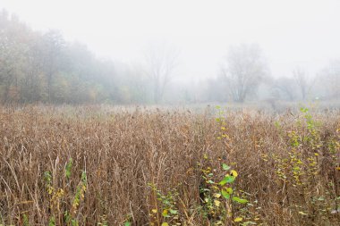 Sisli bir günde uzun kuru çimenler ve çıplak ağaçların sakin bir sahnesi. Çimenler kahverengi, sarı ve yeşil renklerin bir karışımıdır. Gökyüzü açık gri, sakin ve huzurlu bir atmosfer yaratıyor..