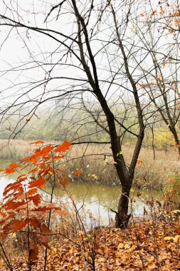 Bulutlu bir günde yaprakları dökülmüş, yaprakları dökülmüş ve yemyeşil yemyeşil bir gölet manzarası doğada huzurlu ve uyumlu bir ortam yaratıyor. Huzurlu atmosfer tefekküre davet ediyor.