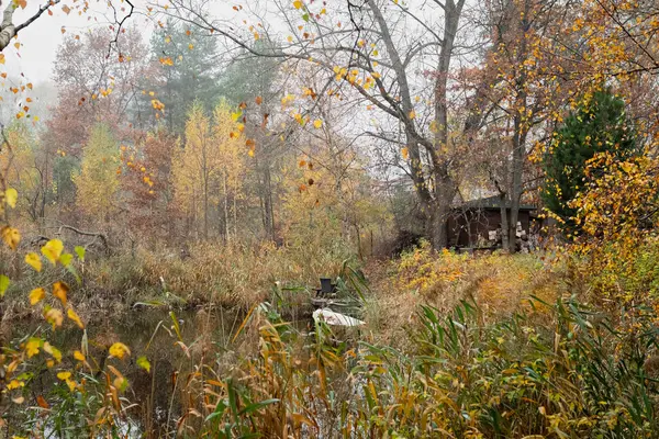 Uzak bir kulübesi olan sakin bir orman, canlı sonbahar ağaçları, renkli yapraklar ve huzurlu bir atmosfer. Rahatlatıcı bir yürüyüş ya da sakin bir doğa tefekkür için mükemmel..