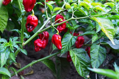 Bereketli yeşil bitkiler, hasada hazır parlak kırmızı biberler taşıyan bir bahçede büyür. Güneş batıyor, taze ürünlerin canlı renklerini güçlendiriyor..