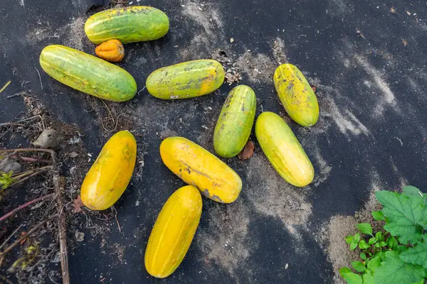 Parlak sarı ve yeşil salatalıklar bir bahçede yere saçılmıştır. Sebzeler olgunluk belirtileri gösteriyor. Bu da sıcak bir yaz gününde başarılı bir hasat olduğunu gösteriyor..