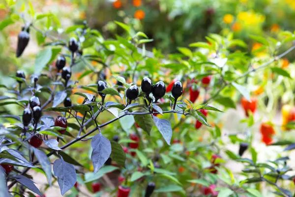 Bereketli bir bahçede, zengin yeşil yapraklar, koyu mor ve parlak kırmızı biberler de dahil olmak üzere çeşitli renklerde kırmızı biber bitkileri sergilenmekte ve yazın cömertliğini canlı bir şekilde sergilemektedir..