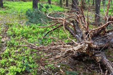Kökü sökülmüş büyük bir ağaç orman zemininde uzanır, birbirine dolanmış köklerini canlı yeşil çalılıklara karşı sergiler. Güneş ışığı ağaçların arasından süzülüyor, huzurlu atmosferi vurguluyor..