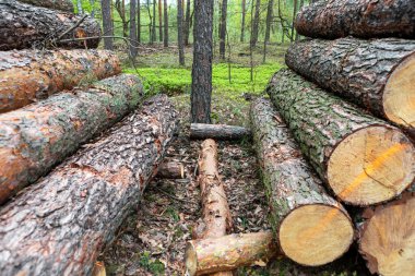 Yığılmış kereste kütükleri canlı yeşillikler ve genç ağaçlarla çevrili bir orman açıklığında yatar. Çam ağacının taze kokusu huzurlu bir doğal ortamın ortasındaki havayı doldurur..