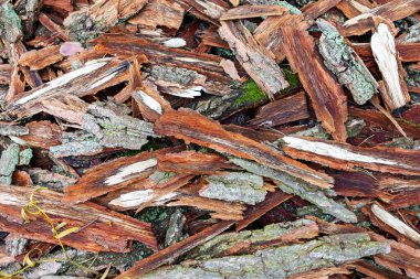 Çeşitli boylarda ve renklerde odun parçaları bahçenin zeminini kaplıyor. Doğal gübre, toprak kalitesini artırarak hem estetik hem de işlevsel amaçlara hizmet eder..