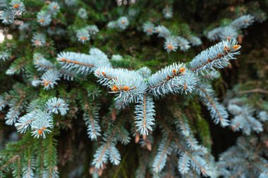 Verimli mavi ladin dalları yakın planda sergileniyor, renkleri ve dokuları gözler önüne seriliyor. Güneş ışığı etrafındaki yaprakların arasından süzülerek sakin bir atmosfer yaratır..
