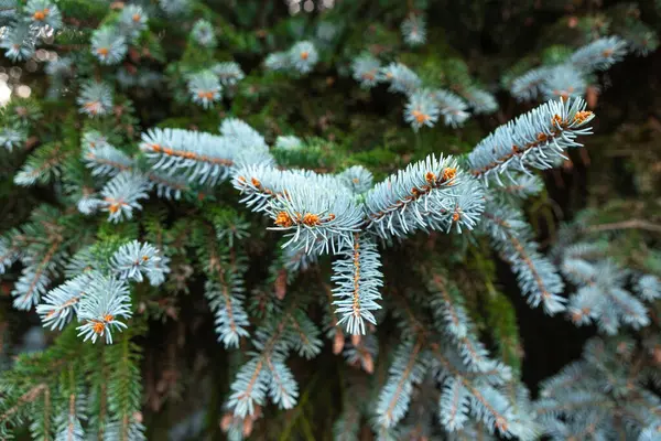Verimli mavi ladin dalları yakın planda sergileniyor, renkleri ve dokuları gözler önüne seriliyor. Güneş ışığı etrafındaki yaprakların arasından süzülerek sakin bir atmosfer yaratır..