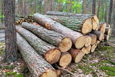 Uzun çam ağaçlarıyla çevrili bir düzlükte orman zemininde bir yığın taze kesilmiş kütük duruyor. Ağaç kabuğu hala sağlam ve etraflarında bahar yaprakları çıkmaya başlıyor..