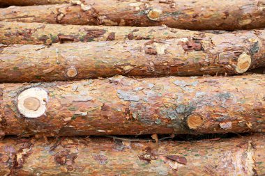 Taze kesilmiş kütükler bir kereste deposunda düzenlenir, kabuğun farklı dokusunu ve rengini gösterir. Güneş ışığı, ormanın doğal güzelliğini vurgulayarak sahneyi aydınlatıyor..