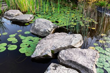 Basamaklar, yemyeşil yemyeşil ve canlı nilüferlerle çevrili sakin bir gölette yol açar. Alacakaranlığın yumuşak ışığı sahnenin huzurlu atmosferini güçlendirir..