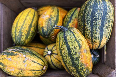 Renkli çizgili balkabaklarının ve farklı boyutlarda su kabaklarının kırsal ahşap bir sandığa yerleştirildiği büyüleyici bir sahne. Sonbahar süslemeleri ya da Şükran Günü süslemeleri için mükemmel..