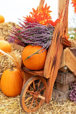 Turuncu kabaklı, mor çiçekli ahşap el arabası ve beyaz arka planda düşen yapraklar. Doğal ahşap kaplama, tek tekerlek, sonbahar hasat atmosferini yakalamak..