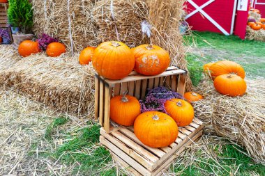 Kırsal bir ahşap sandık, kırmızı bir ahırın yanındaki altın samanlıkta balkabaklarıyla dolup taşar. Balkabakları çeşitli turuncu renkler ve boyutlarda göstererek, hoş bir sonbahar havası yaratır..