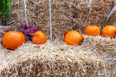 Turuncunun canlı tonlarında çeşitli balkabaklarını yakalayan, eşsiz şekil ve boyutlarını gösteren, kırsal bir saman balyasına karşı ayarlanmış, sonbahar hasat sezonunun özünü anımsatan büyüleyici bir sahne..
