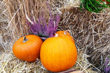 İki portakal kabağı, mor kenevir çiçekleri ve altın saman balyasıyla büyüleyici bir hayat. Yumuşak odaklı arka plan ile alçak açılı çekim güzel renkler ve dokular yakalıyor.