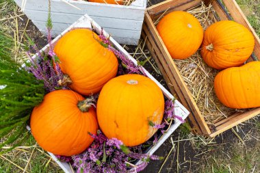 Kırsal ahşap sandıklarda çeşitli kabak ve kabakların sergilenmesi, güz mevsiminde canlı bir çiftçi pazarında canlı ve şen bir atmosfer yaratıyor..