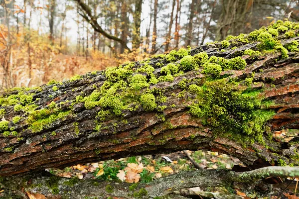 Yeşil yosunlarla kaplı, bir ormanda düşen yapraklar ve dallarla çevrili yıpranmış bir kütüğün yakın çekimi. Kahverengi ve yeşilin kontrastı doğal bir ortam yaratır..
