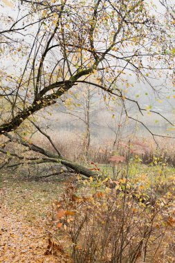 Sarı yapraklı yaprak döken ağaçlar sabah sisinde suyun üzerinde asılıdır. Sahilde çalılar ve çimenler. Doğadaki mevsimsel değişim, sükunet ve sessizlik kavramı..