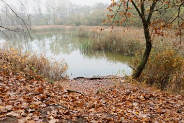 Sarı yapraklı ve çıplak dallı ağaçlarla çevrili sakin göl manzaralı bir sonbahar manzarası yaratıyor. Sis dinginlik hissi katıyor. Bu da onu huzurlu ve güzel bir manzara yapıyor..