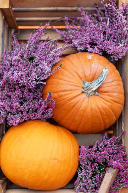 Farklı boyutlarda iki turuncu balkabağı kırsal bir ahşap kutuda yan yana otururlar. Büyük balkabağı küçük olanın arkasında oturur ve her ikisi de narin mor çiçeklerle çevrilidir..