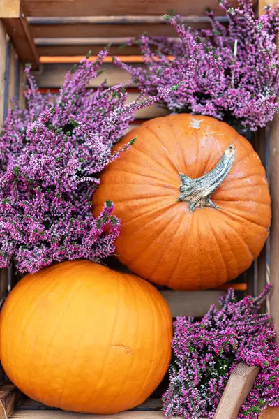 Farklı boyutlarda iki turuncu balkabağı kırsal bir ahşap kutuda yan yana otururlar. Büyük balkabağı küçük olanın arkasında oturur ve her ikisi de narin mor çiçeklerle çevrilidir..