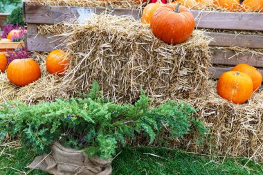 Yeşil çimlerin üzerinde kamış balya, balkabağı ve saman olan büyüleyici bir sonbahar sahnesi. Sonbahar ya da Şükran Günü projeleri için ideal mevsimlik güzellik ve hasat gelenekleri..