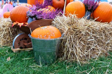Sonbaharın özünü kabakların, samanların ve kurumuş çiçeklerin yer aldığı bu kırsal yaşam düzeniyle yakalayın. Şükran Günü, Cadılar Bayramı ya da sonbahar temalı projeler için mükemmel.
