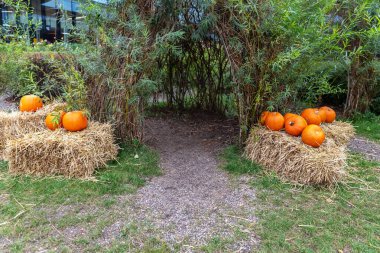 Dört saman balyası, iki küçük balkabağı, iki boş orta, arka planda yeşil çalılar, turuncu ve yeşil renkli güzel sonbahar dekoru, mevsimlik pazarlama malzemeleri için mükemmel..