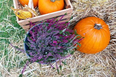 Kırsal bir saman yatağında çiçek açan fundalarla çeşitli balkabakları ve mısır kabukları. Kenevir üzerinde mor çiçeklerle tamamlanmış kabak kabaklarının çeşitli boyutlarını ve renklerini göster.