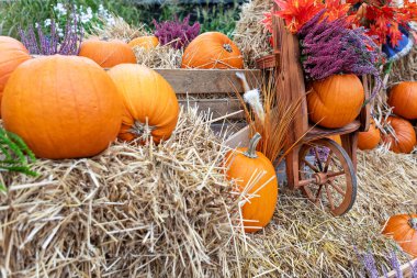 Renkli balkabakları, saman yığınları ve yıpranmış kırmızı ahşap bir vagon içeren kırsal bir düşüş. Bir ahır duvarına yaslanmış bu sonbahar sahnesi hasat mevsiminin özünü yakalıyor..