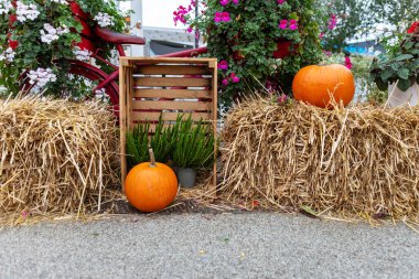 Sonbaharın sıcağına dalın bu kırsal sonbahar durgun hayat sahnesiyle. Şükran Günü, Cadılar Bayramı ya da kırsal bölgelere dokunmaya ihtiyaç duyan sonbahar temalı projeler için mükemmel..