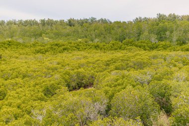 Tayland 'daki Mangrove ormanının yeşil tarlası. Zengin doğa kavramı.