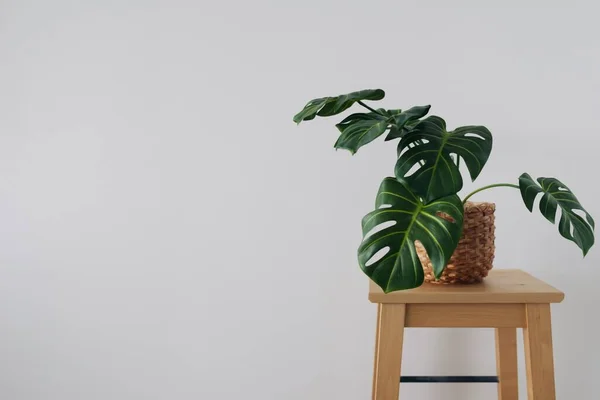 Minimal Monstera Plant Wooden Chair Isolated White Wall Background — Stock fotografie