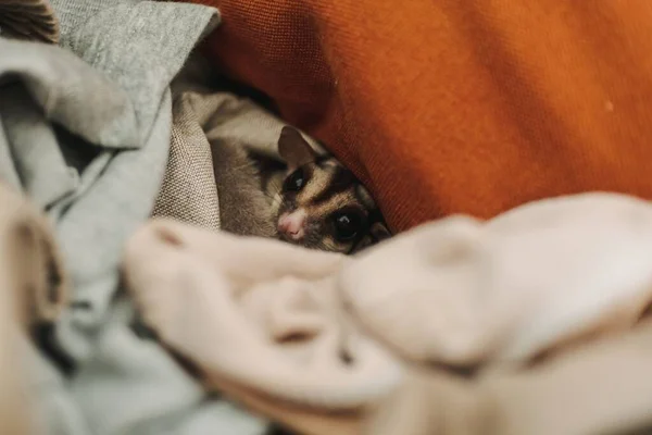 Little Sugar Glider Hiding Pile Clothes Looking Cautiously — Stock Photo, Image