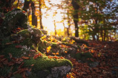 Beautiful autumn forrest hiking trail with warm sunlight.
