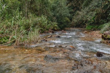 Asya 'da tropikal ormanın doğal nehir akıntısı.
