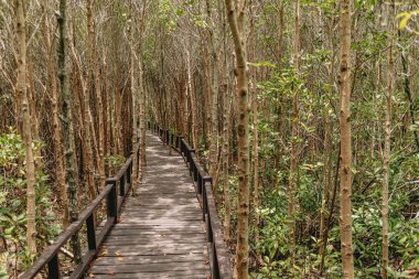 Tayland 'da turistler için yapılmış mangrov ormanlarındaki ahşap yürüyüş yolu..