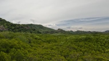 Tayland, Rayong 'daki Thung Prong tanga mangrov tarlası. 4k görüntü