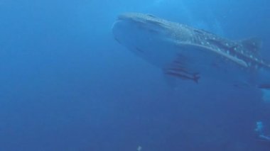 Balina köpekbalığı yüzme videosu Koh Tao, Chumphon, Tayland 'da sualtı dalgıcı..