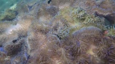 Koh Tao 'da Zen Bahçesi, Chumphon, Tayland' da birçok deniz şakayığı mercan resifi var..
