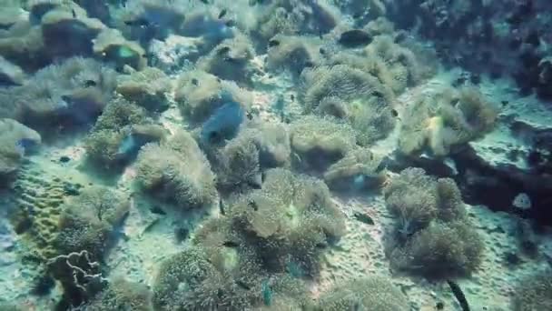 Montón Anémona Marina Arrecife Coral Llamado Zen Garden Koh Tao — Vídeos de Stock