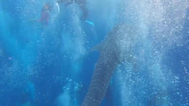Rekin Wielorybi Bawi Się Bańkami Nurków Koh Tao Chumphon Tajlandia — Wideo stockowe