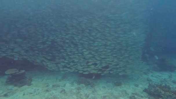 Yellowstripe Scads Fish Underwater Scuba Diving Koh Tao Chumphon Thailand — Video