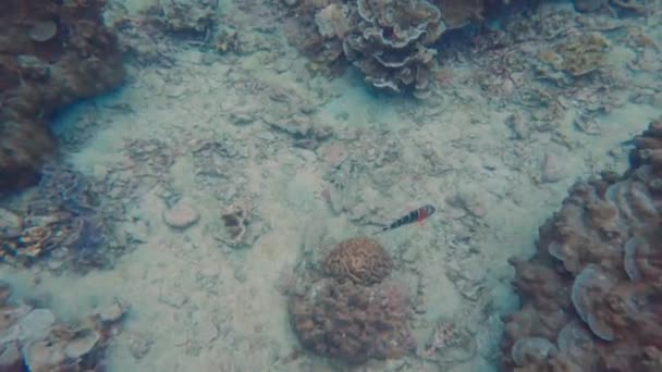 泰国川顿Koh Tao的热带珊瑚礁生态系统潜水 — 图库视频影像