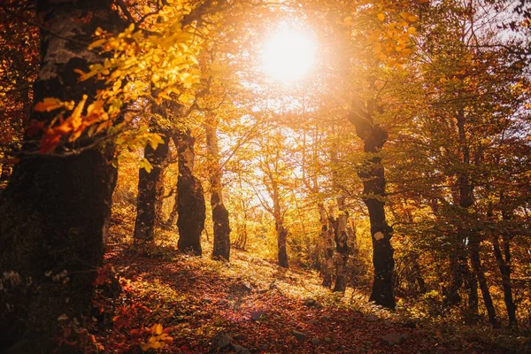 Beautiful Autumn Forrest Hiking Trail Warm Sunlight — Stock Photo, Image