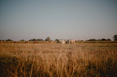İneklerin güzel manzarası gün batımında sarı çimlerle besleniyor..